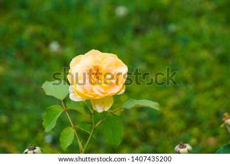 Lady of Shallot Yellow Rose