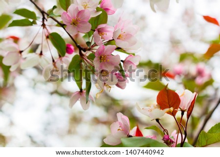 White and pink blooming apple trees in spring sunny day. The freshness of spring.