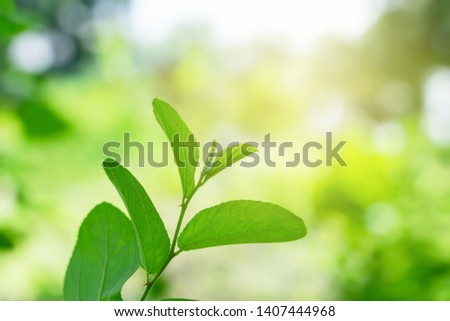 Close Up nature view of green leaf in summer under sunlight in morning.