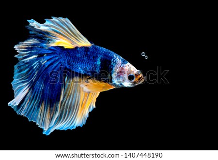 Colorful with main color of blue betta fish, Siamese fighting fish was isolated on black background. Fish also action of turn head in different direction during swim with air bubble.