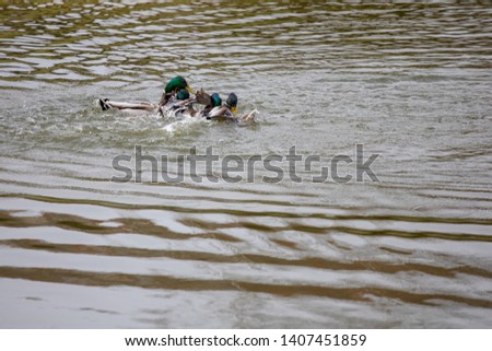 Duck and drake swim in the water of the lake