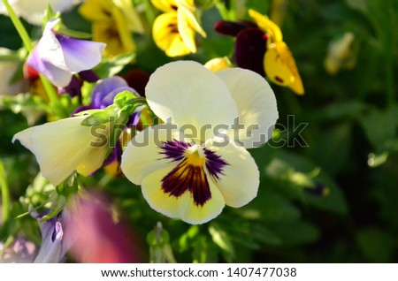 unusually beautiful pansy flowers on a green background