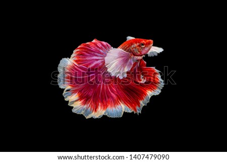 The moving moment beautiful of red half moon siamese betta fish or dumbo betta splendens fighting fish in thailand on black background. Thailand called Pla-kad or big ear fish.