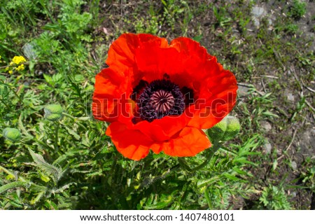 
a very beautiful, red, juicy poppy flower revealed by large red lepits, smells very delicious and amazes with its beauty and its aramat
