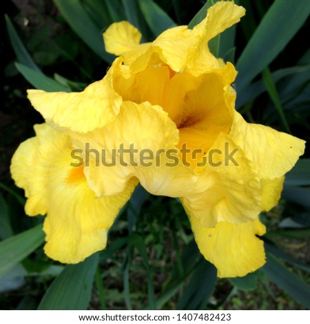 Macro photo nature blooming bud flower iris. Background opened bud of yellow iris. Flowers irises with yellow petals grow on the field