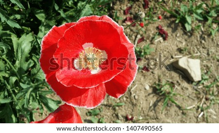 Close-up of one red poppy