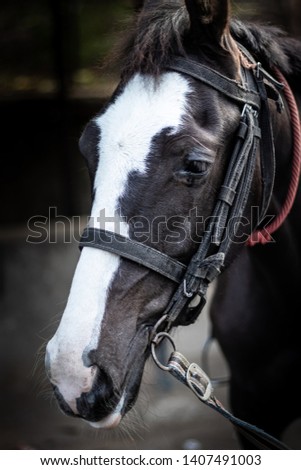 Horse Isolated Head with eye details image is showing the emotion and contrast of animal life.