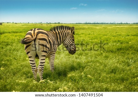 Beautiful single zebra in wild steppe in nature reserve Askania Nova, Ukraine on blue sky background