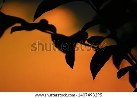 A picture of leaves with beautiful background.