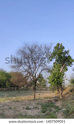 Scenes of village with green trees and plants
