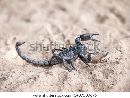 Emperor Scorpion on sandy soil