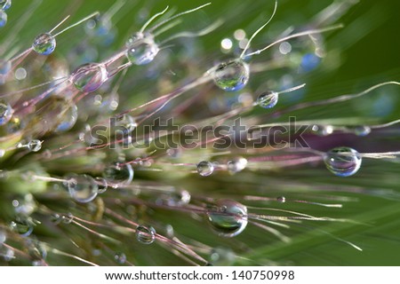 Dew Drops of Grass Tassel I