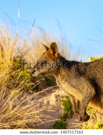 Australian Wallaby on a grass plain during Twilight