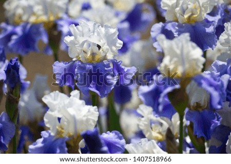 Colorful irises in the garden, perennial garden. Gardening. Bearded iris.