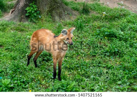 Maned wolf close up portrait looking at you