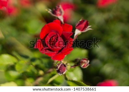 Beautiful blooming red,red rose. Spring flowering decorative roses. Blooming roses on the background of the fountain.