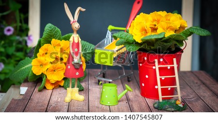 Concept of gardening Summer and spring, harmony and beauty. Flowers Primula yellow and garden tools.
Bright photo in cartoon style