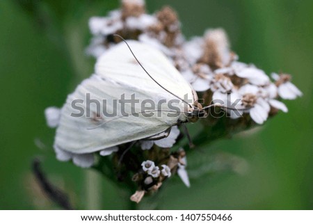 Bugs Life. White butterfly look. Macro photo. Wild nature.