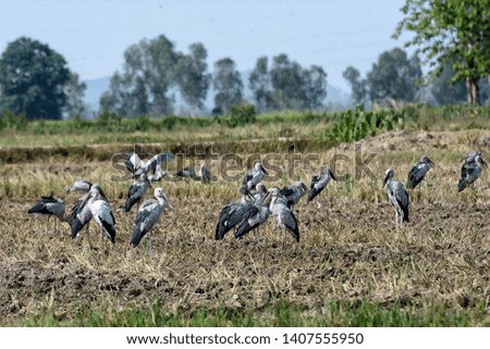 a flock of bird Find food in the fields