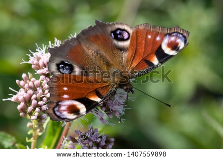 Bugs Life. amazing butterfly on flower. Macro photo. Wild Nature.