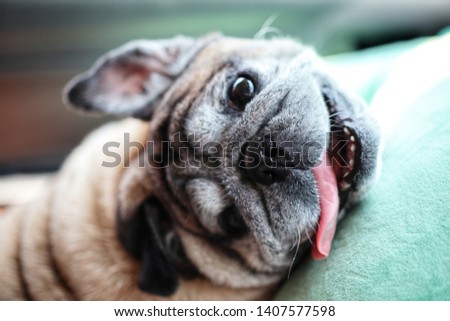 Close-up pictures of cute pug dogs, smiling, happy, loving dogs, pets