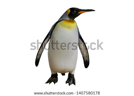 King penguin standing on a white background
