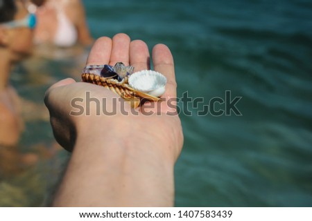 Cropped Hands Holding Seashells At Beach