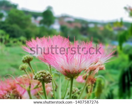 photo of pink Mimosa pudica flower: a creeping annual or perennial herb of the pea family Fabaceae on green nature background