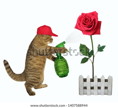 The cat gardener in a cap with garden water sprayer is watering the red rose. White background. Isolated.
