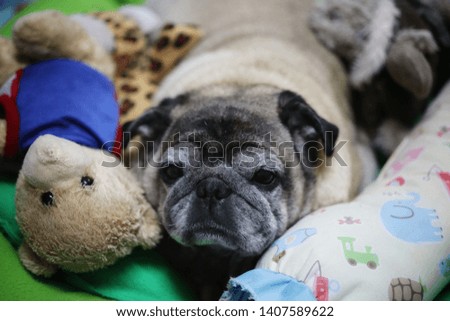 Close-up pictures of cute pug dogs, looking at sad eyes, loving dogs