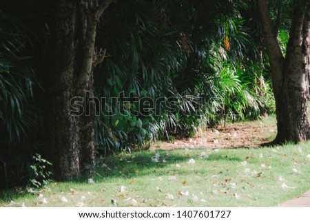 The leaves of tropical Asian background