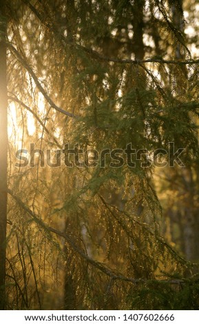 Spruce at sunset in the forest