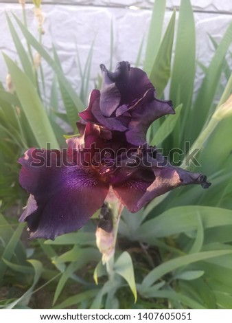 
a large flower of iris purple