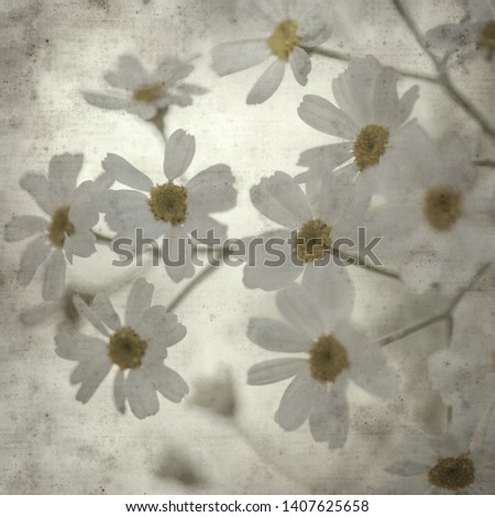 textured stylish old paper background, square, with silver tansy plant flowers
