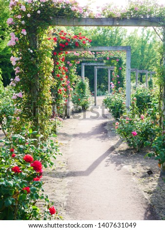 Colorful rose gate in spring