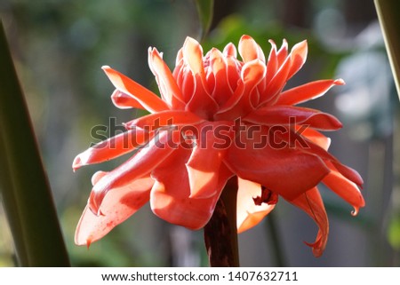 Etlingera elatior also known as torch ginger, combrang, bunga kantan, Philippine wax flower, porcelain rose