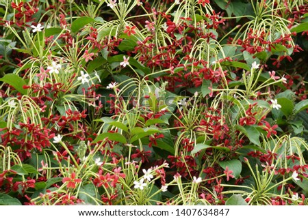 Combretum indicum, also known as the Chinese honeysuckle or Rangoon creeper