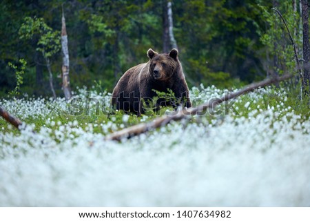 Young brown bear (Ursus arctos) photographed In the Finnish taiga as he walks among the cotton grasses in search of food.