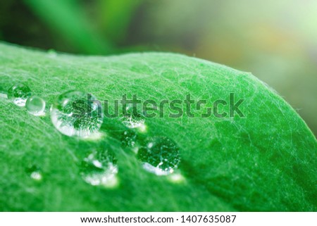 Stylish summer concept - a green leaf of a plant with large drops of dew on it. Macro photo. Brightness, minimalism, design, trend. Mood of serenity, calm, zen. Macrocosm.