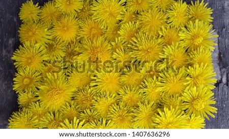 Dandelions. Background made of dandelion flowers. Creative background. Postcard. Banner. Yellow floral background. Background of dandelion flowers