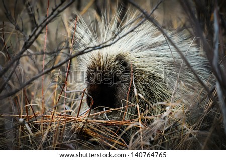 North American porcupine Alberta Canada