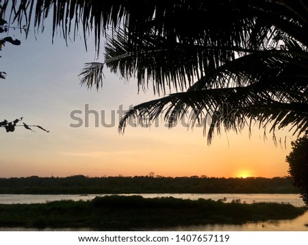Silhouette of Coconut tree with golden background at sunset beside the river. Outdoors at daytime. Harmony of nature, landscape photo. - Image