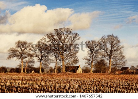 corn field and oak trees in winter 