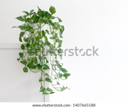 creeping houseplant Epipremnum aureum, in a white pot, isolated in front of a white wall on a cupboard Royalty-Free Stock Photo #1407665588