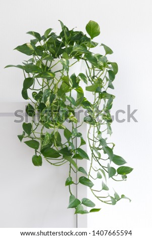 minimalist living room with variegated pothos, Scindapsus Aureum in a white pot in front of a white wall, home decor, hanging plant Epipremnum aureum Royalty-Free Stock Photo #1407665594