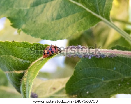 A lady bug on an apple tree leaf feeding on plant louses