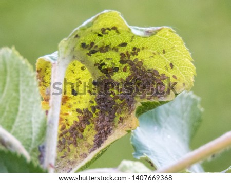 plant louses feasting on an apple tree leaf