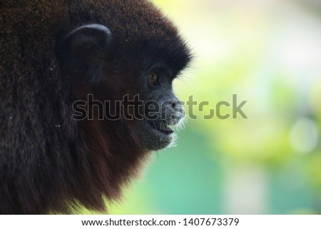Monkey on a green background Alphen Netherlands
