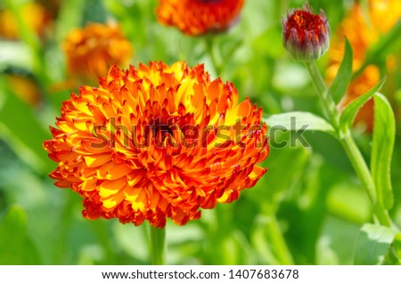 Terry Calendula flower close up