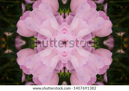 Abstract background, symmetrical pattern of tea rose. Creative pattern.